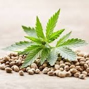 Συλλεκτικοί Σπόροι Κάνναβης