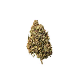 Pine Haze CBD Άνθος Κάνναβης Σοδειά 2025 10gr by kannalex Pine Haze CBD Άνθος Κάνναβης Σοδειά 2025 10gr by kannalex